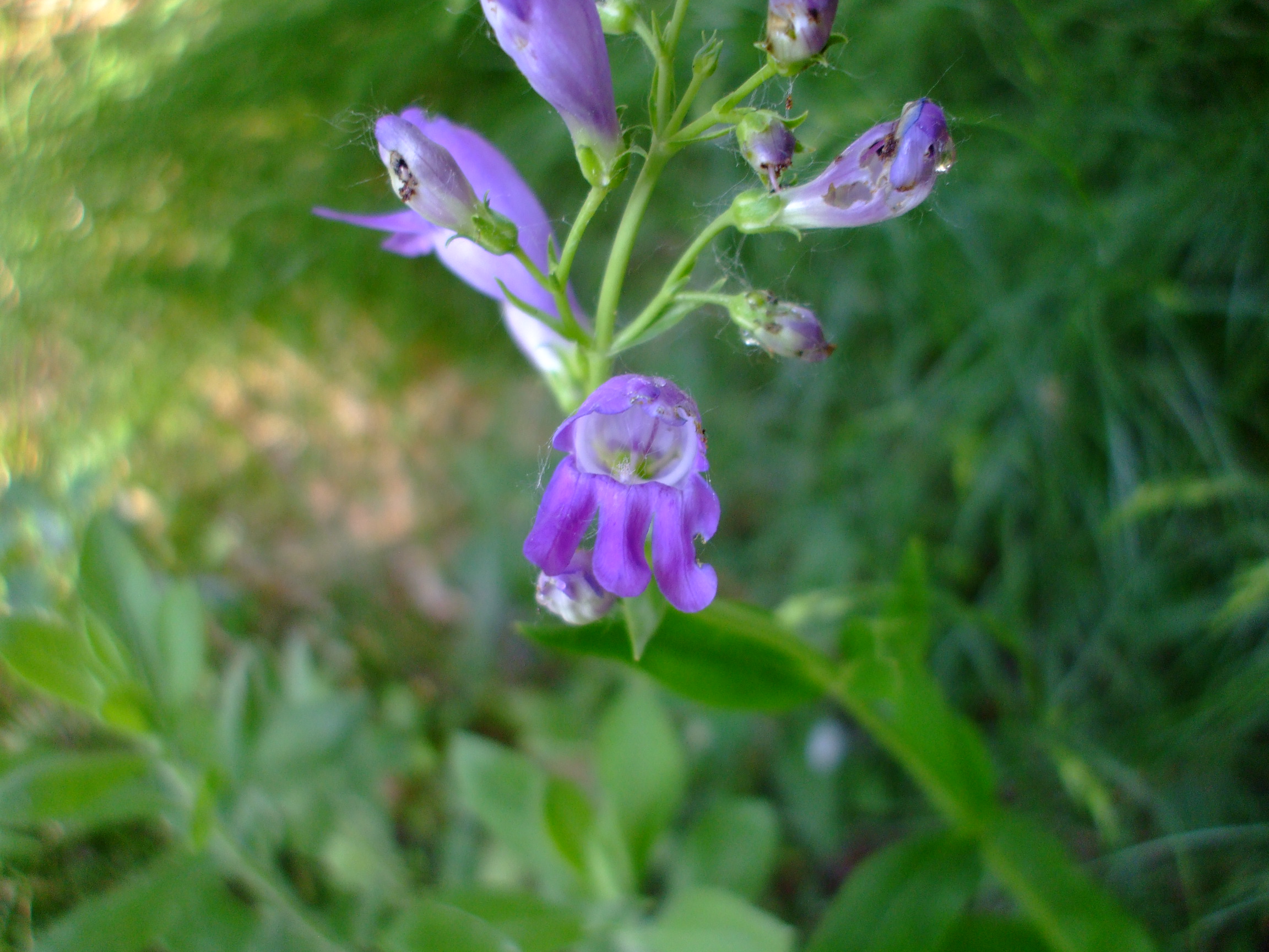 Penstemon strictus
